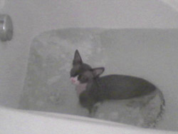 Arnold taking his refreshing bath.
